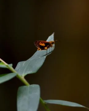 Butterfly Stock Photos