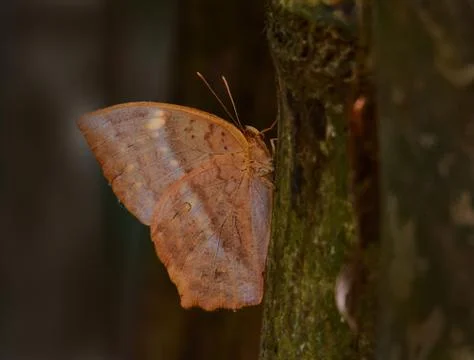 Butterfly Stock Photos