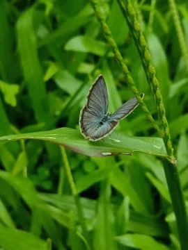 Butterfly Stock Photos