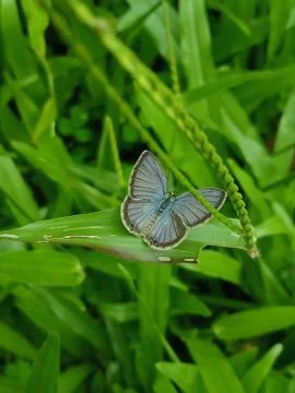 Butterfly Stock Photos