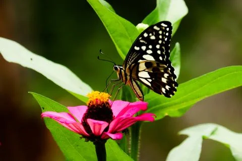 BUTTERFLY 스톡 사진