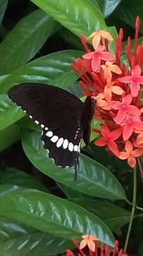 Butterfly Stock Photos