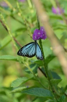Butterfly Фото