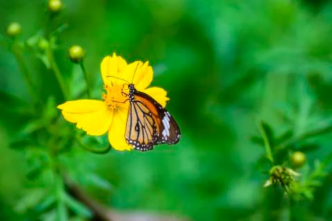 Butterfly Foto stock