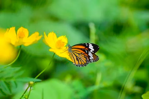 Butterfly Stock Photos
