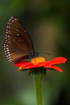 BUTTERFLY 스톡 사진