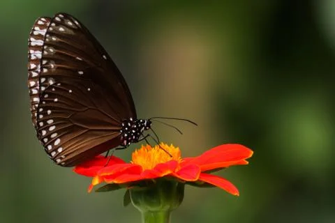 BUTTERFLY 스톡 사진