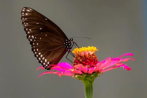 BUTTERFLY 스톡 사진