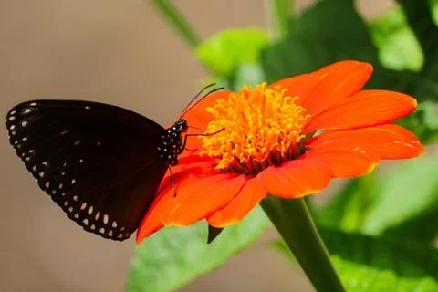 BUTTERFLY 스톡 사진