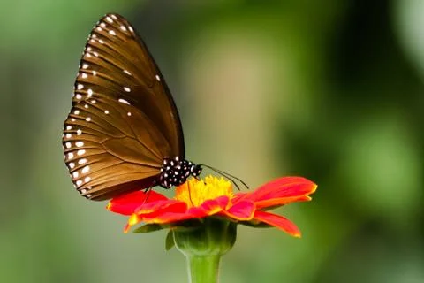 BUTTERFLY 스톡 사진
