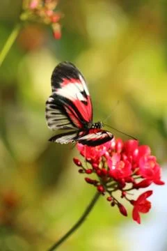 Butterfly Stock Photos