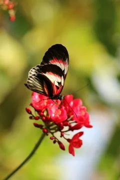 Butterfly Stock Photos