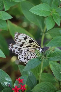 Butterfly Stock Photos