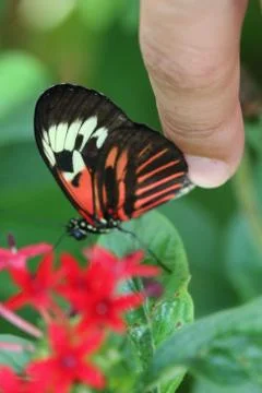 Butterfly Stock Photos