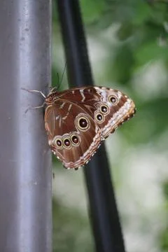 Butterfly Stock Photos