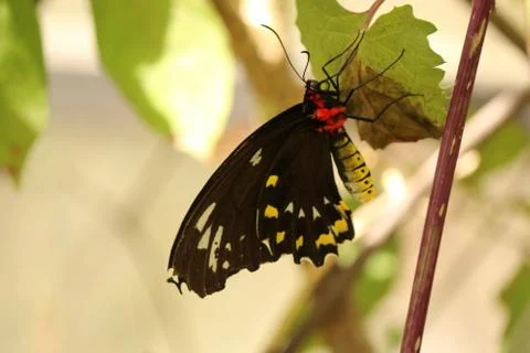 Butterfly Stock Photos