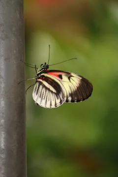 Butterfly Stock Photos