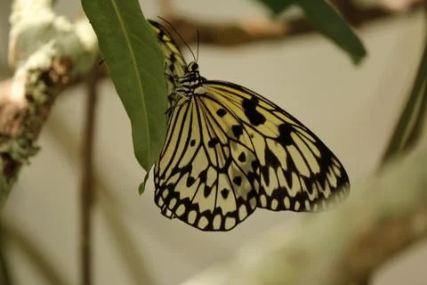 Butterfly Stock Photos