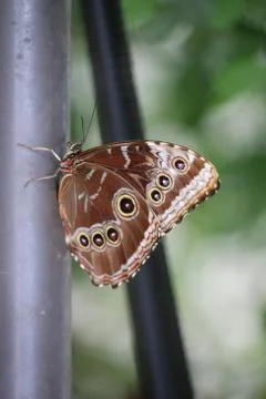 Butterfly Stock Photos