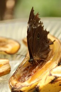 Butterfly Stock Photos