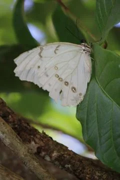 Butterfly Stock Photos