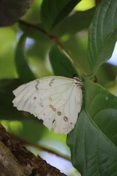 Butterfly Stock Photos