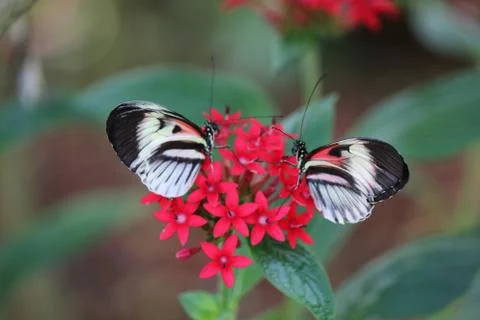 Butterfly Stock Photos