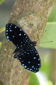 Butterfly Stock Photos