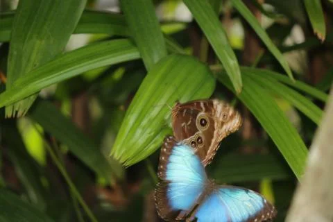 Butterfly Stock Photos