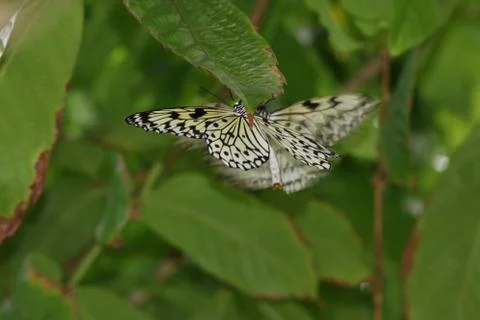 Butterfly Stock Photos