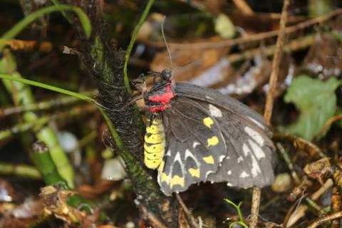 Butterfly Stock Photos