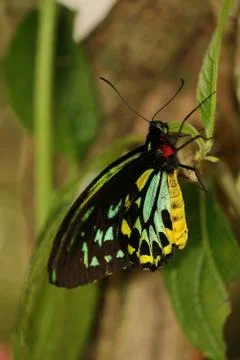 Butterfly Stock Photos