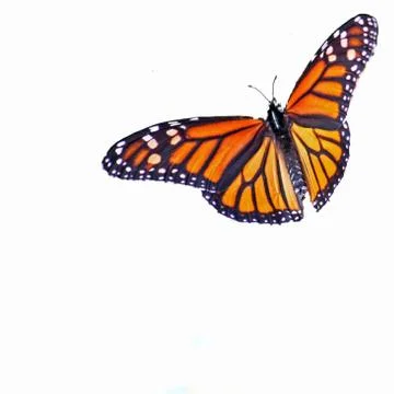 Butterfly Stock Photos