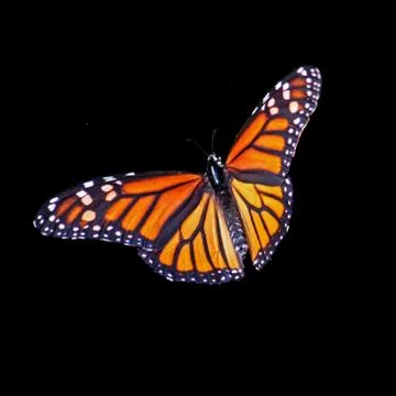 Butterfly Stock Photos