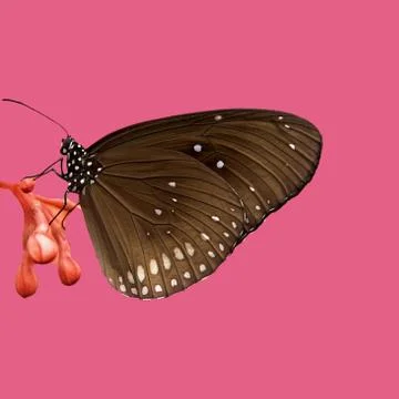 Butterfly Foto stock