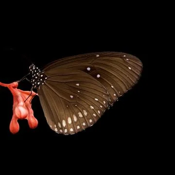 Butterfly Stock Photos