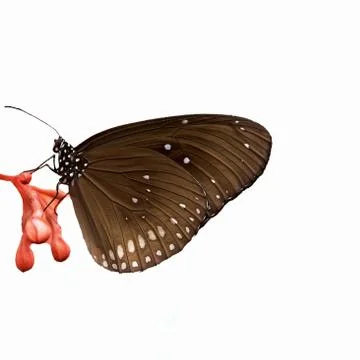 Butterfly Stock Photos