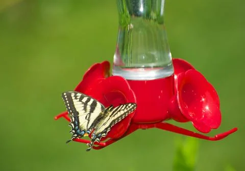 Butterfly. Stock-Fotos