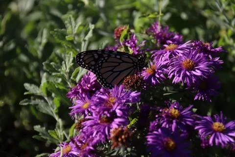 Butterfly Foto stock