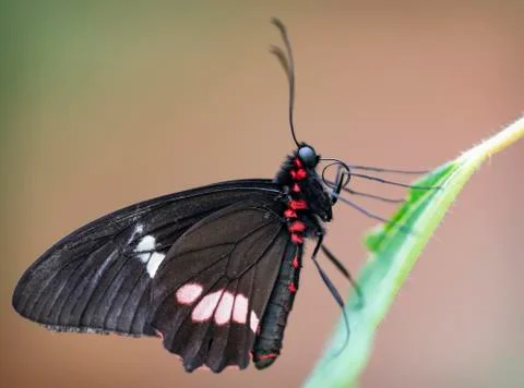 Butterfly Stock Photos