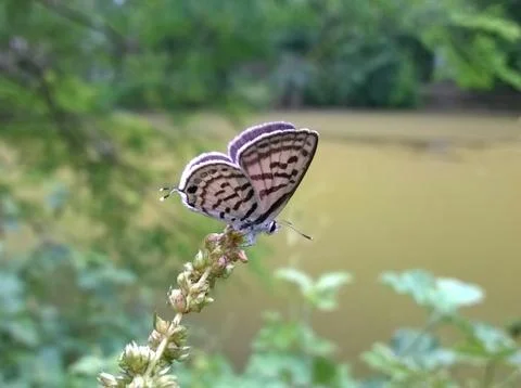 Butterfly Stock Photos