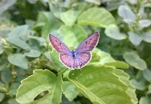 Butterfly Stock Photos