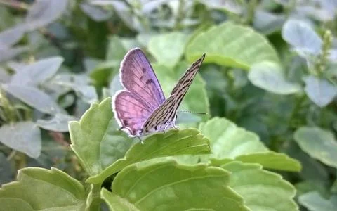 Butterfly Stock Photos