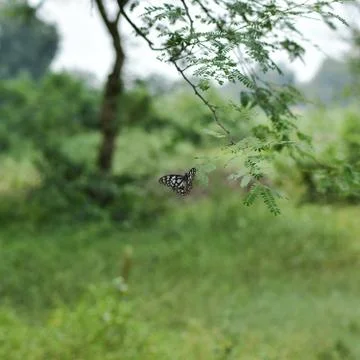 Butterfly Stock Photos