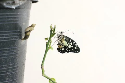Butterfly Stock Photos