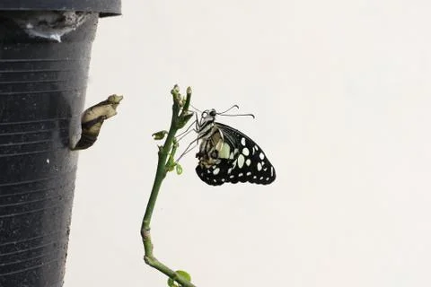 Butterfly Stock Photos