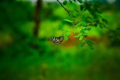 Butterfly 写真素材