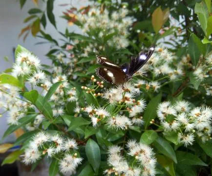 Butterfly Stock-Fotos