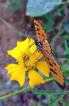 BUTTERFLY Stock Photos