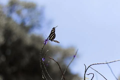 Butterfly Photos